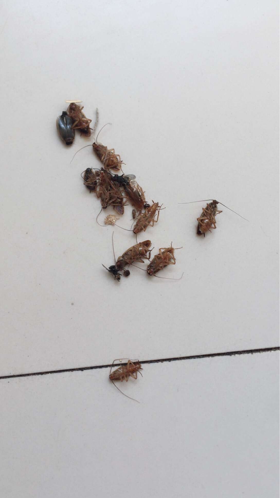 【科凌虫控】驱灭蟑螂药胶饵一窝端神器 - 大淘客联盟