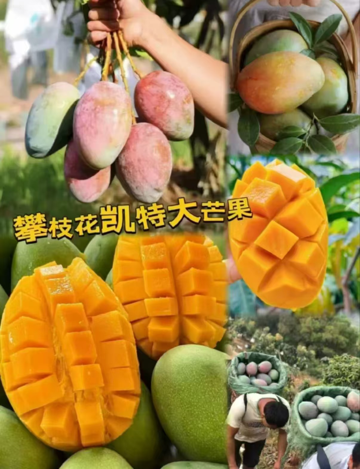 【金币7.68元】5斤攀枝花凯特芒果单果500g+