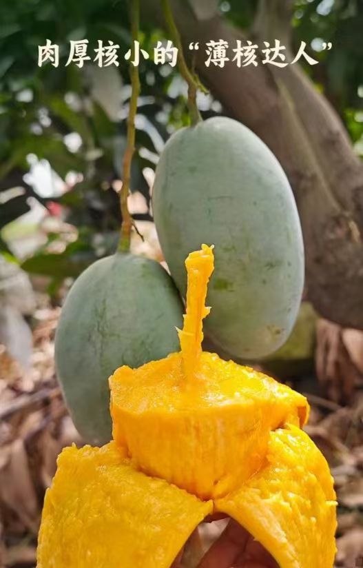 【下拉7.6】4.5斤攀枝花凯特芒果单果500g+