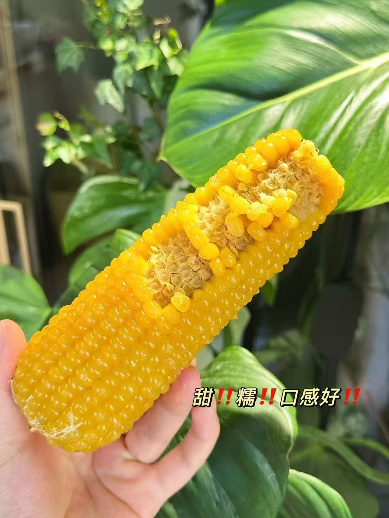 辰旭稼禾！东北黄糯玉米250g*8支