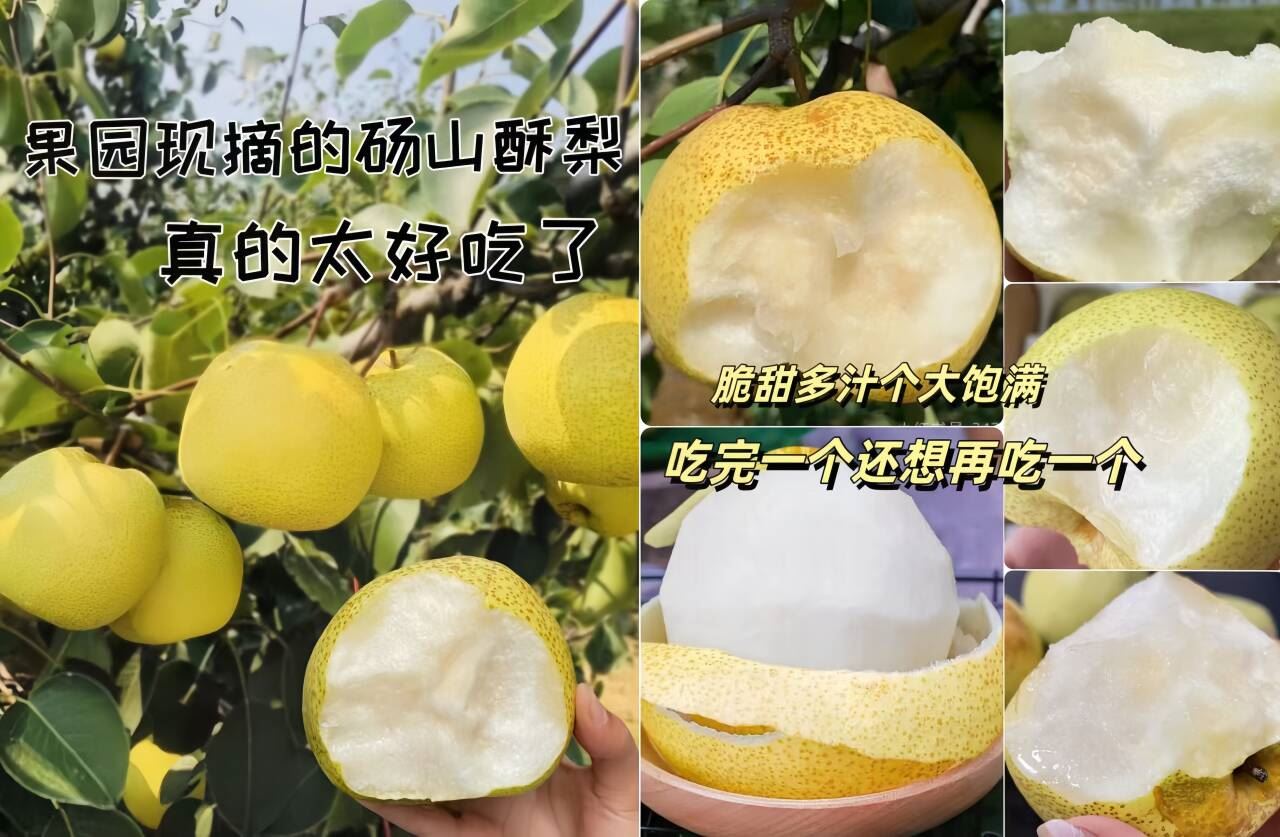 正宗百年砀山酥梨带箱4.5斤