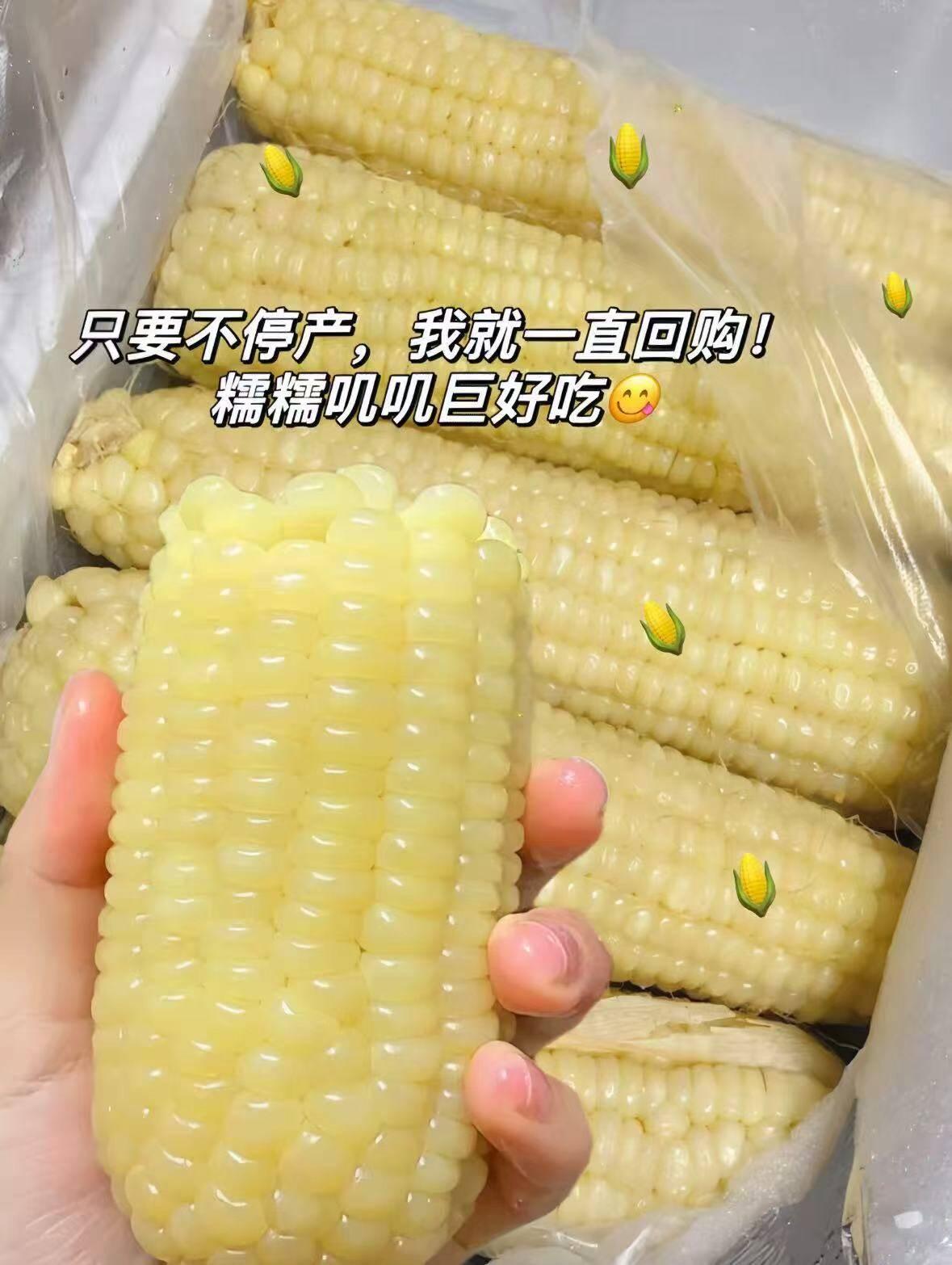 农投！东北黄糯白糯玉米280-350g*8棒
