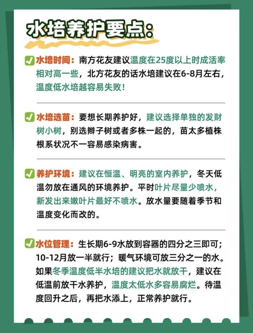 买一送一发财树绿植盆栽