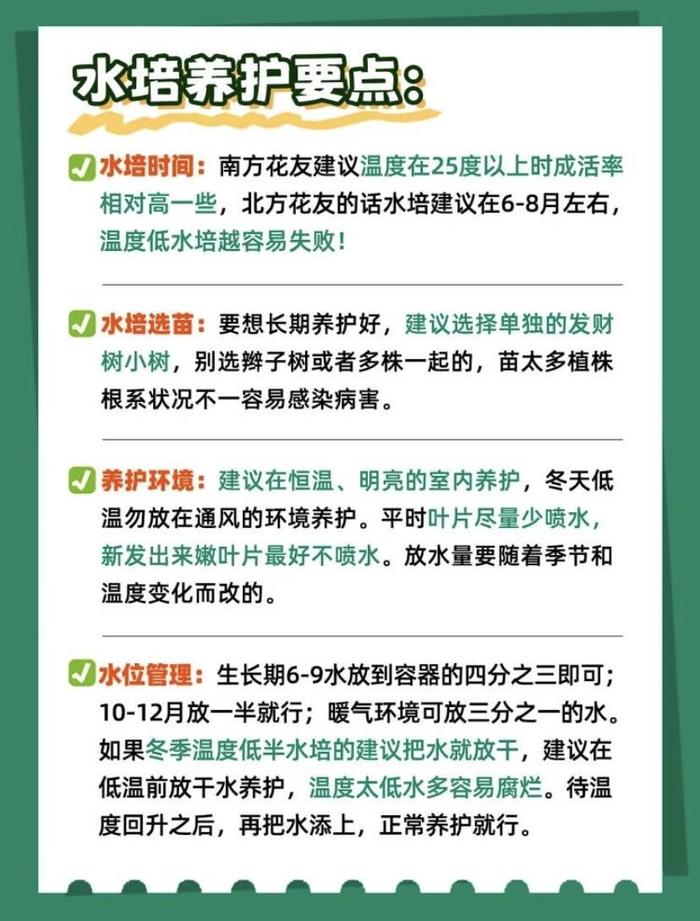 买一送一发财树绿植盆栽