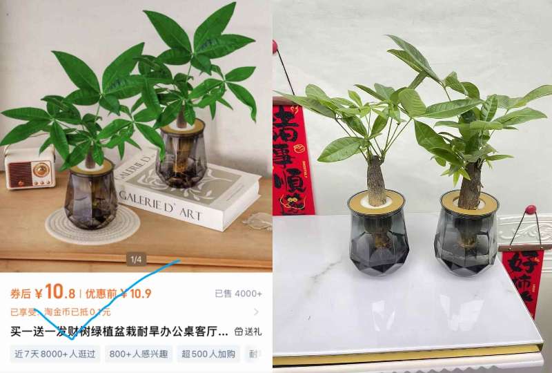 买一送一发财树绿植盆栽