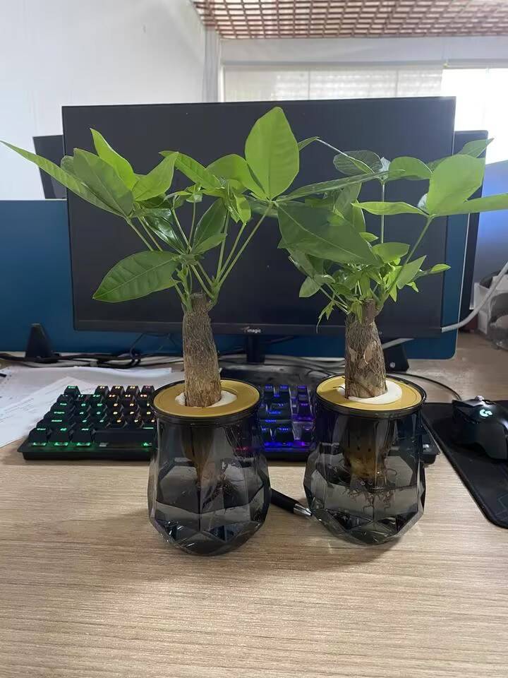 买一送一发财树绿植盆栽