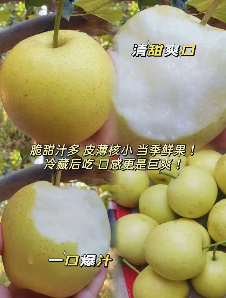 【礼金+金币16.1】砀山酥梨带箱9斤