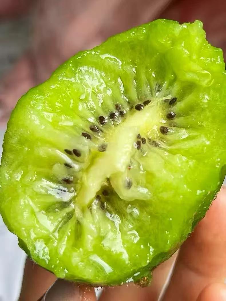 贵州修文猕猴桃产地直发12枚