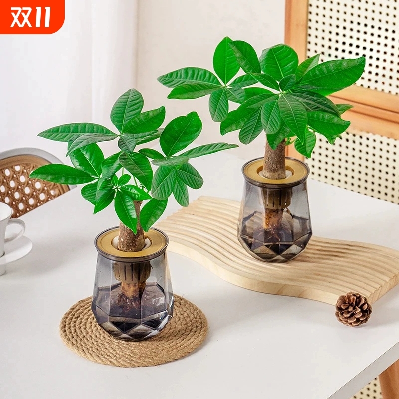 【买一送一】水培发财树