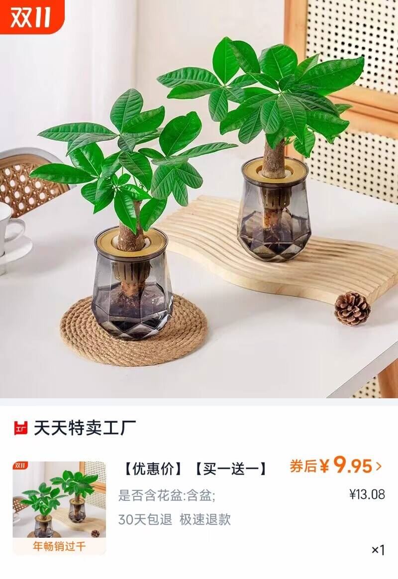 【买一送一】水培发财树