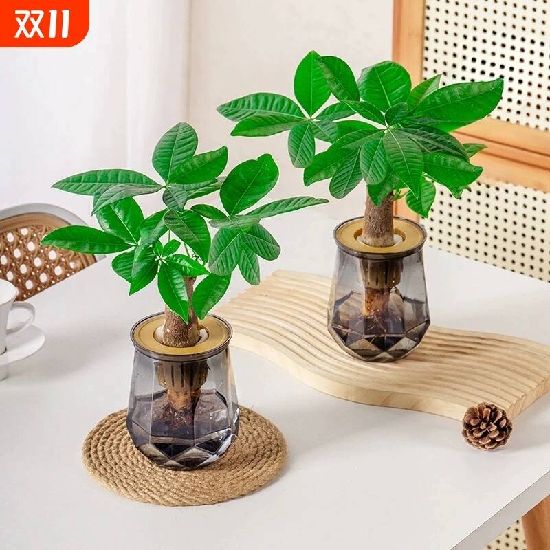 【买一送一】水培发财树