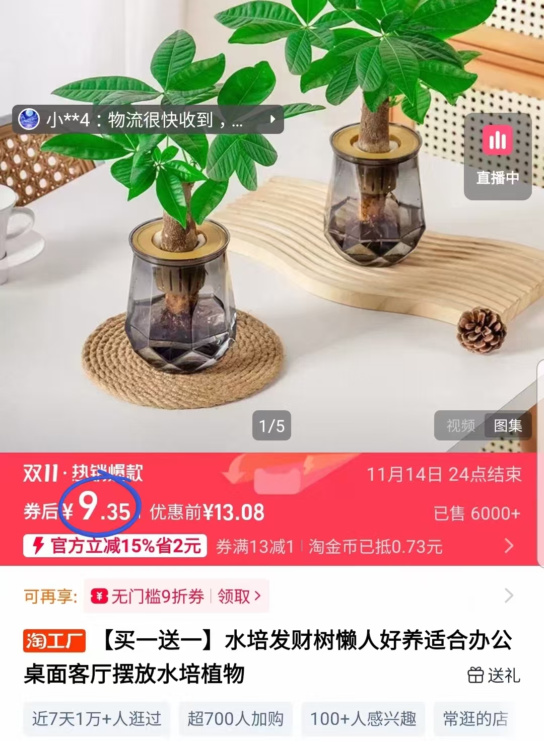 【买一送一】水培发财树