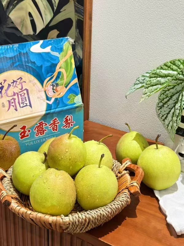帮农日记！山西玉露香梨4.5斤