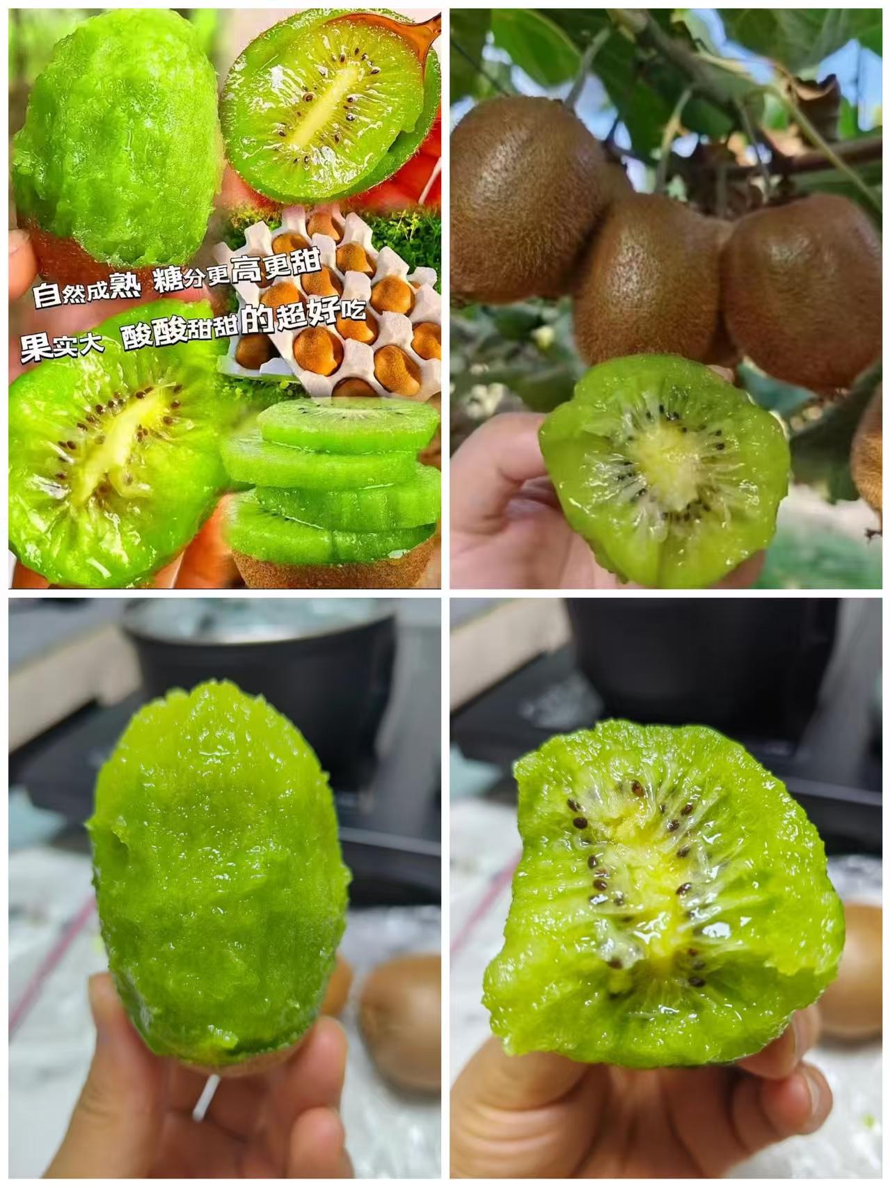 正宗贵州修文猕猴桃4.5斤