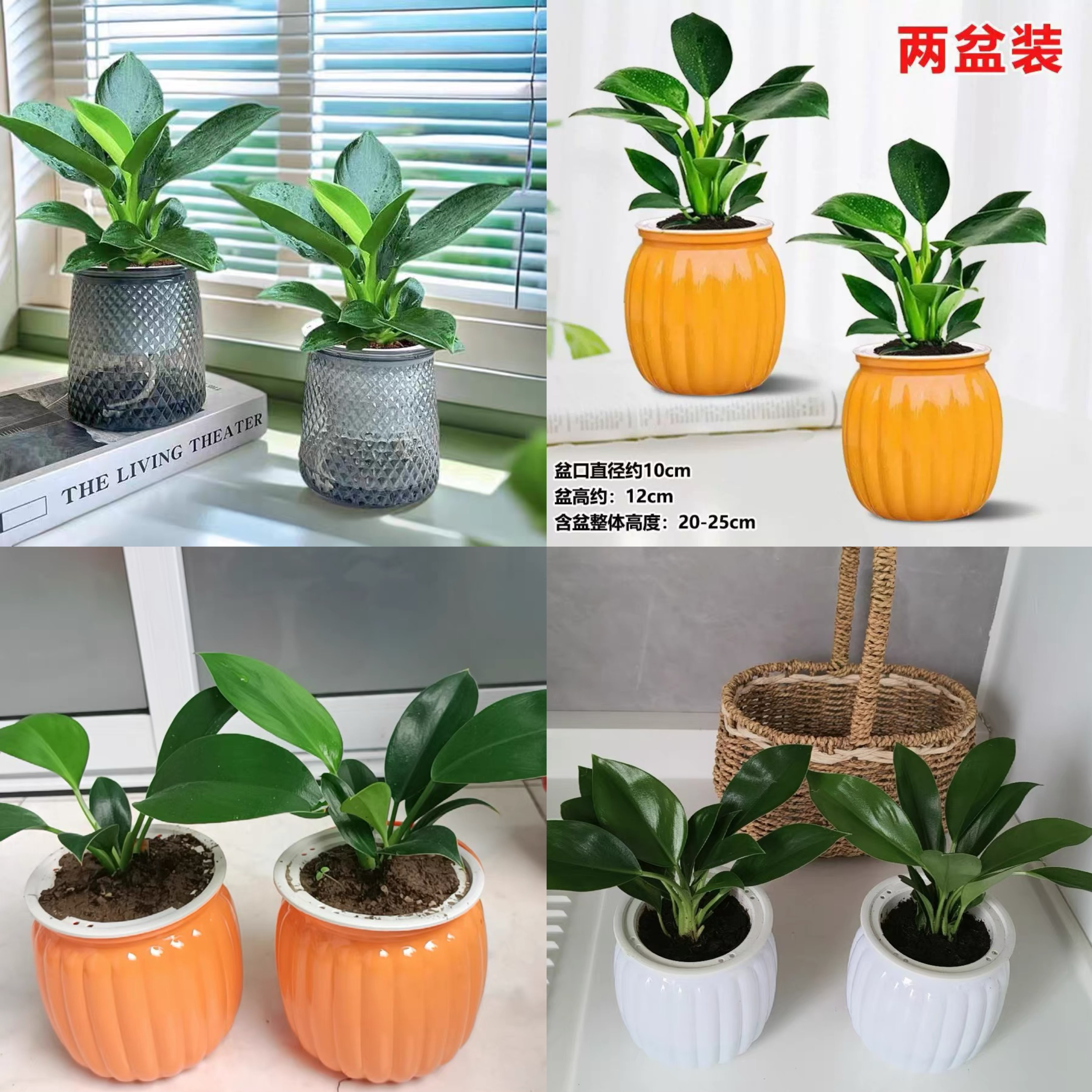 下拉7.7元!精品绿植水培盆栽金钻!