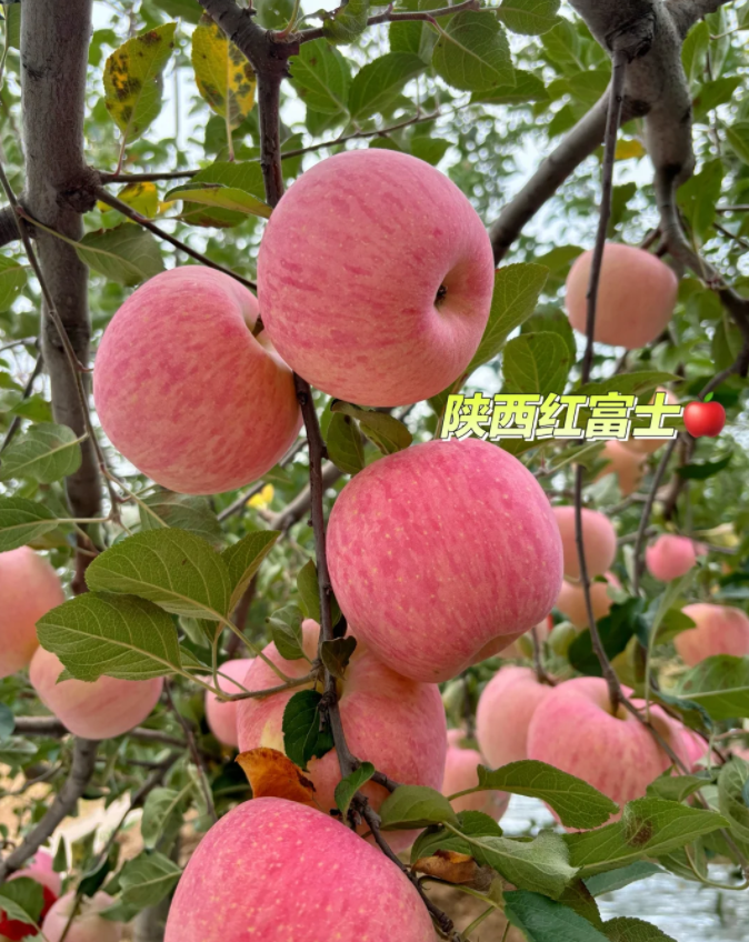 陕西红富士苹果净重4.5斤