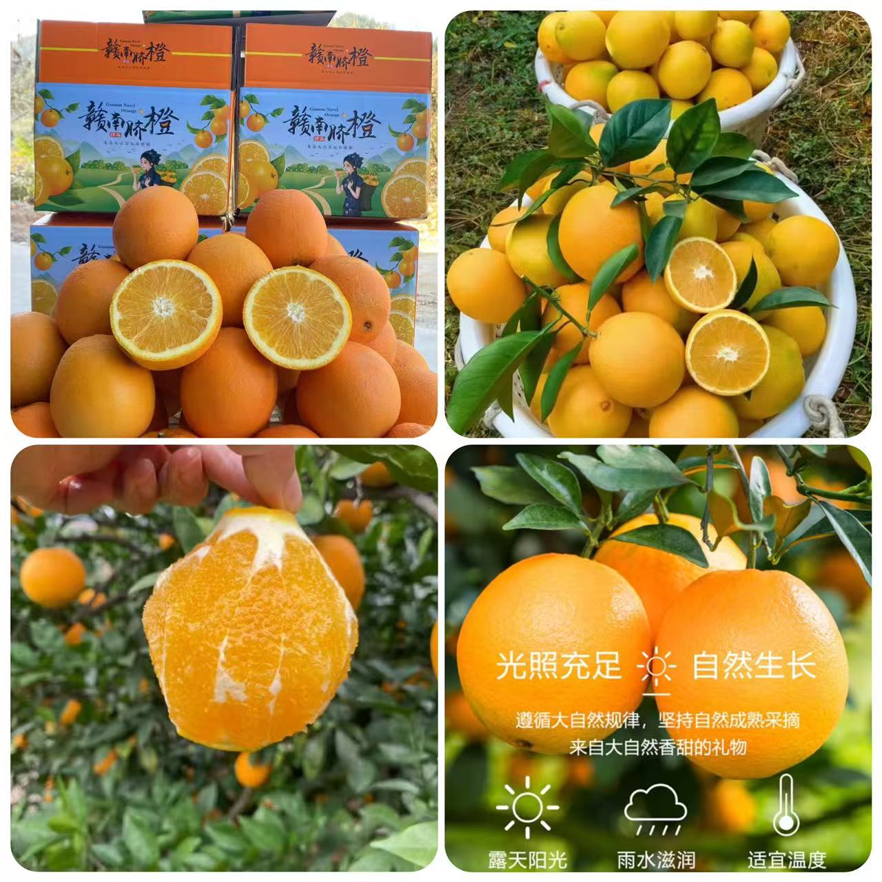 正宗赣南脐橙80起4.5斤的