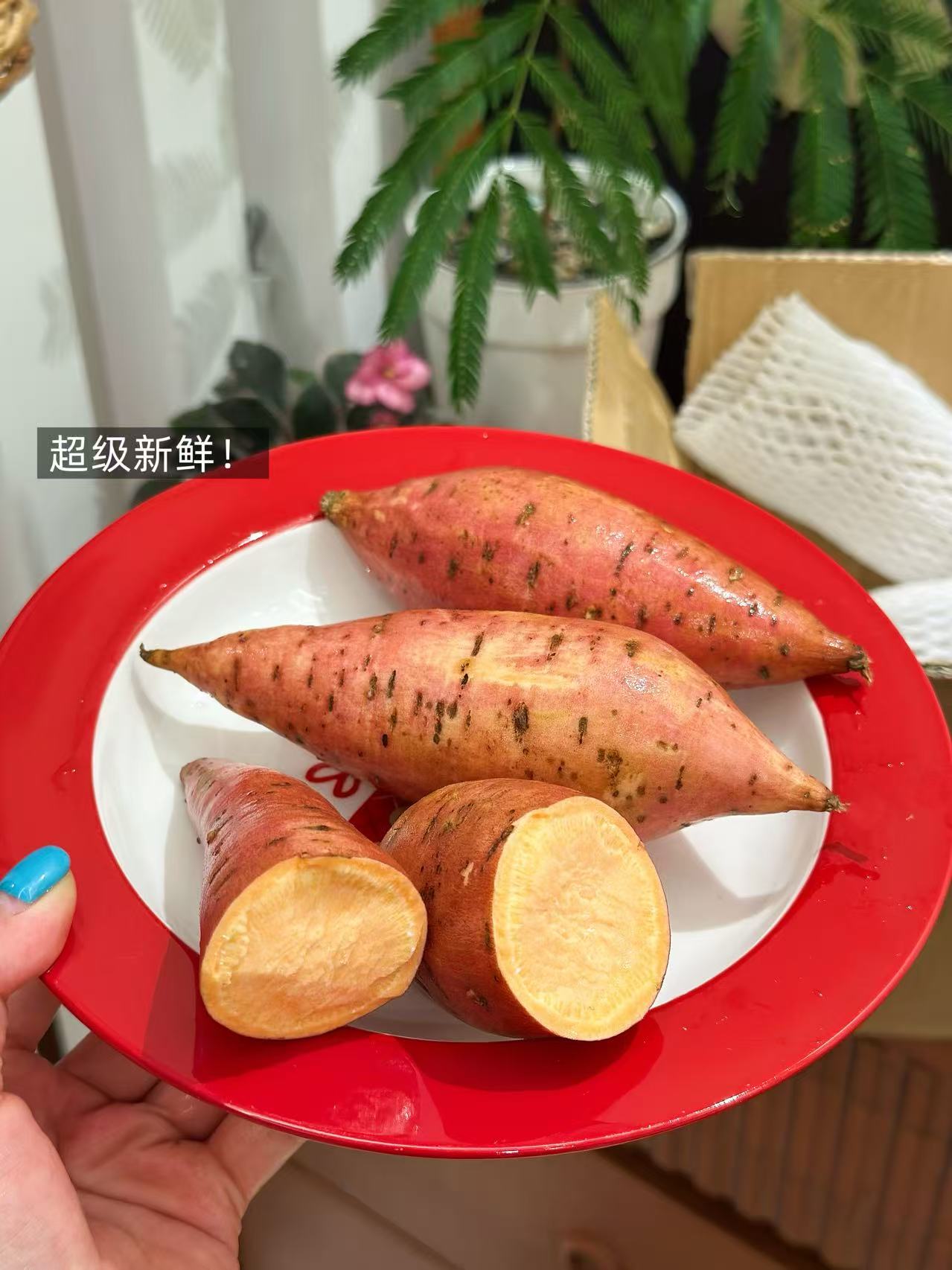 帮农日记！2025新货烟薯25号