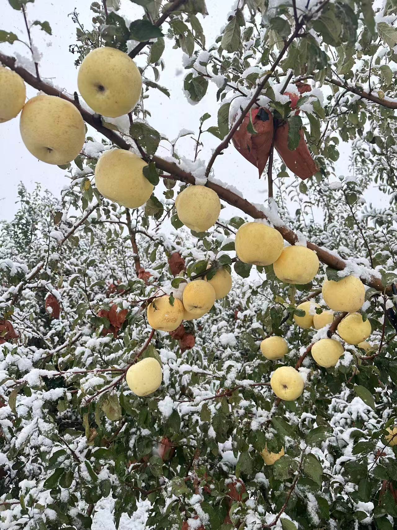 烟台正宗奶油富士霜降苹果 现摘现发产地直供