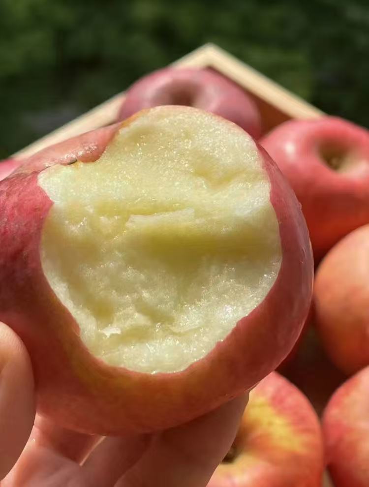 26亓左右陕西洛川苹果净含量*4.5斤！